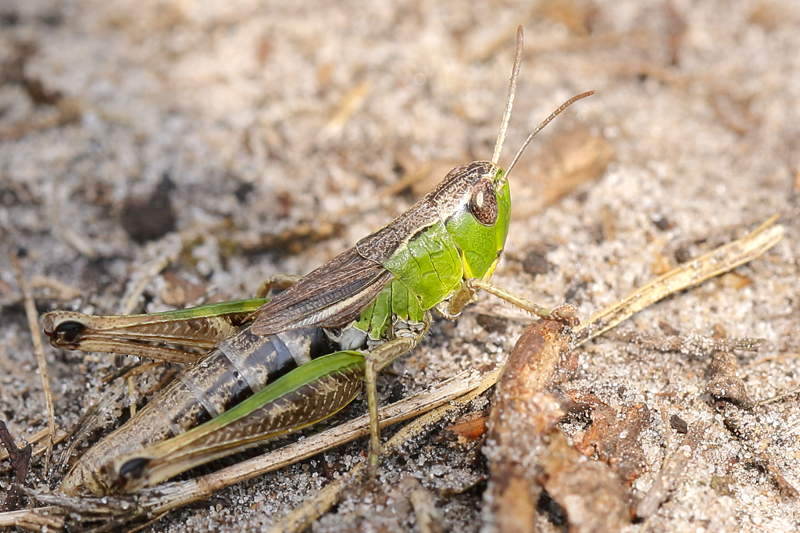 Krasser, Pseudochorthippus parallelus ♀