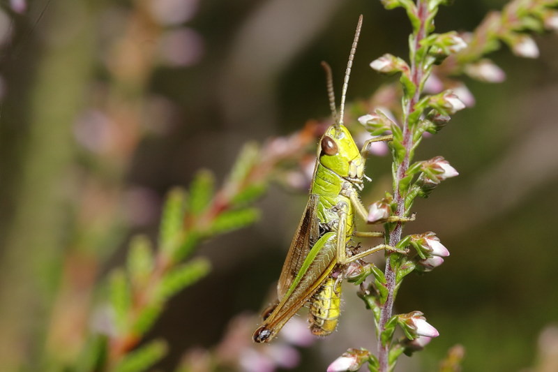 Krasser, Pseudochorthippus parallelus ♂