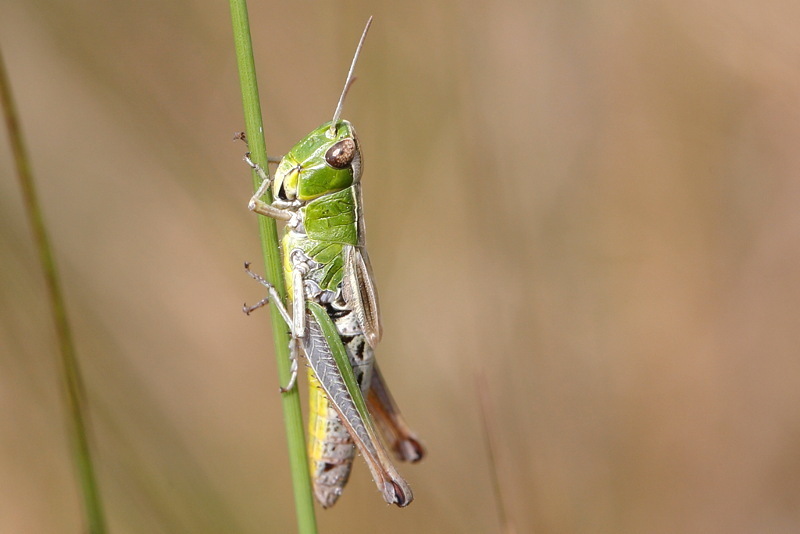 Krasser, Pseudochorthippus parallelus ♀