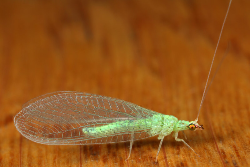 Geelkopgaasvlieg, Pseudomallada flavifrons