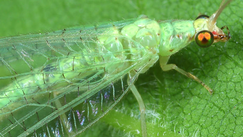 Geelkopgaasvlieg, Pseudomallada flavifrons