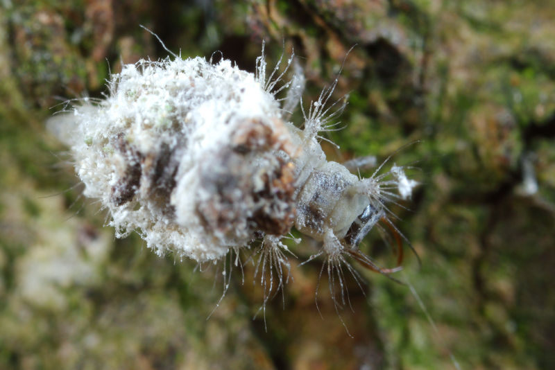 Geelkopgaasvlieg, Pseudomallada flavifrons, larve