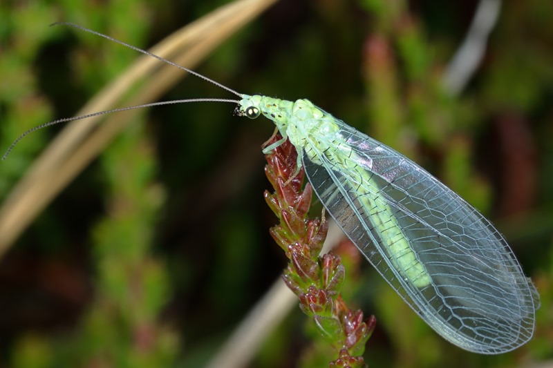 Groenbuikgaasvlieg, Pseudomallada prasinus