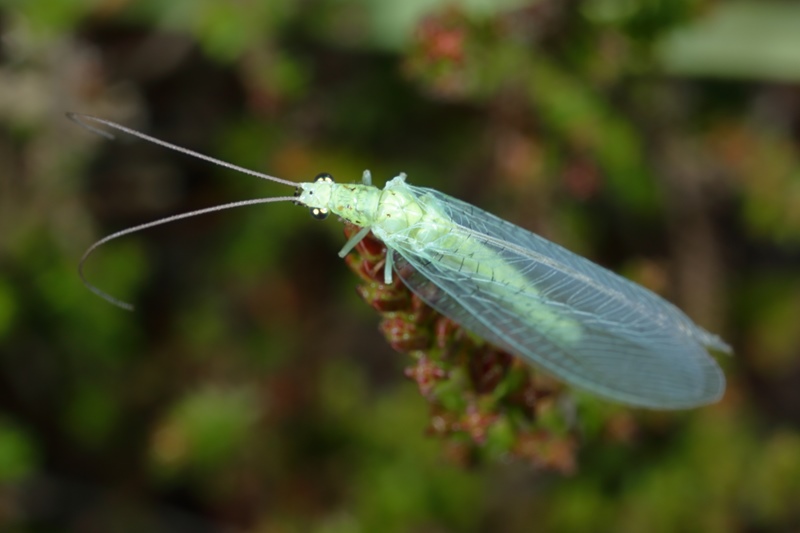 Groenbuikgaasvlieg, Pseudomallada prasinus