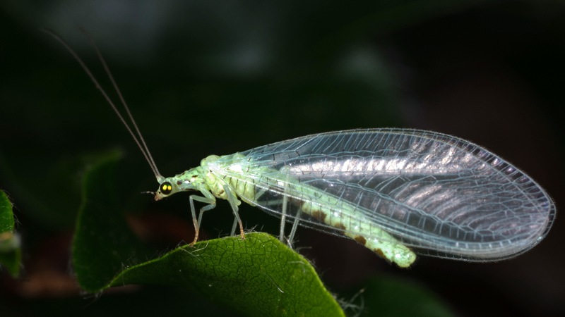 Zwartbuikgaasvlieg, Pseudomallada ventralis