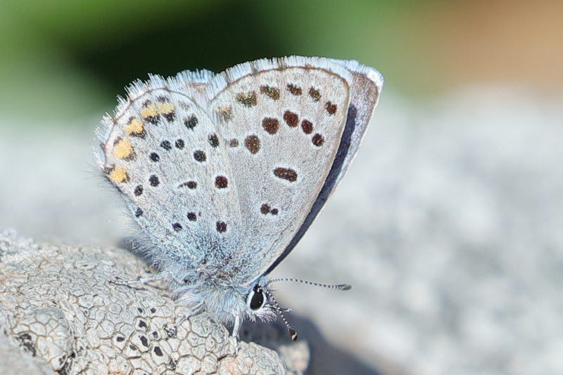 Oostelijk tijmblauwtje - Pseudophilotes vicrama (BG)