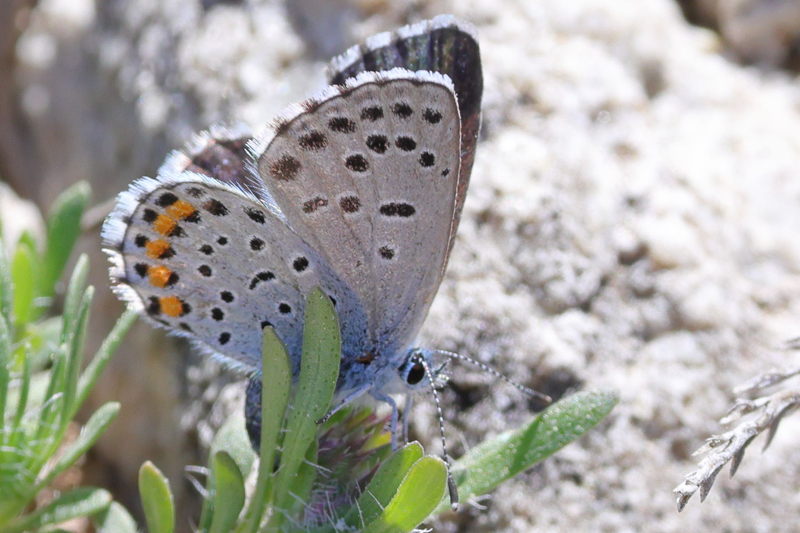 Oostelijk tijmblauwtje - Pseudophilotes vicrama (GR)