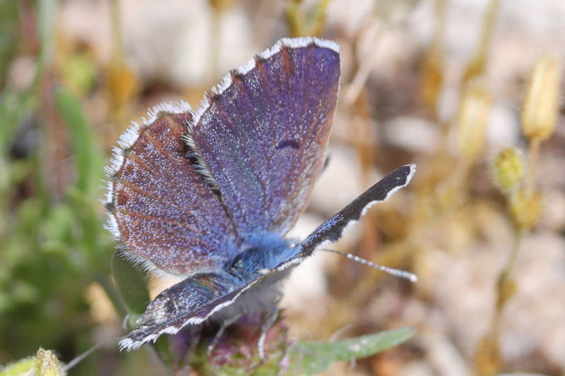 Oostelijk tijmblauwtje - Pseudophilotes vicrama (GR)