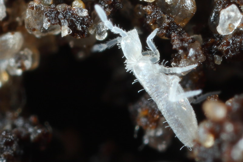 Pseudosinella sp