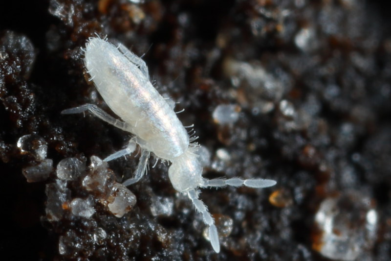 Pseudosinella sp