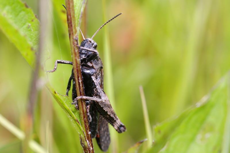 Klappersprinkhaan, Psophus stridulus ♂
