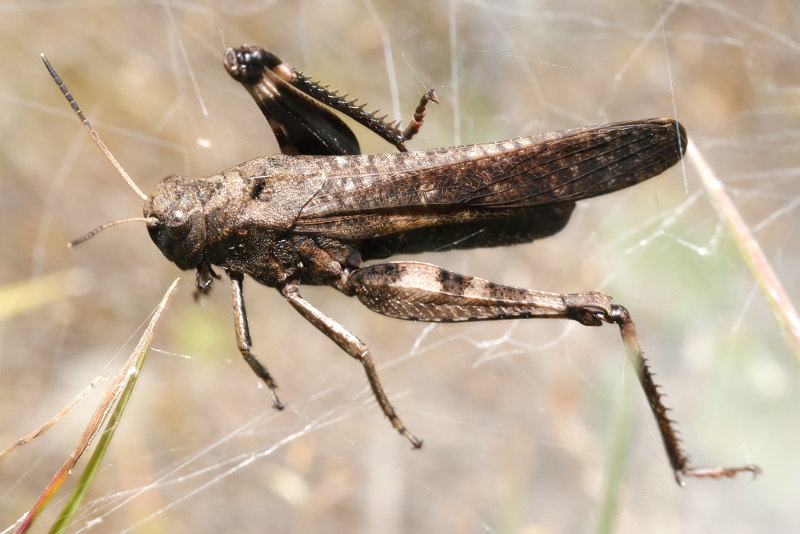 Klappersprinkhaan, Psophus stridulus ♂