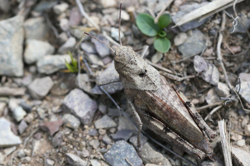 Klappersprinkhaan, Psophus stridulus ♀