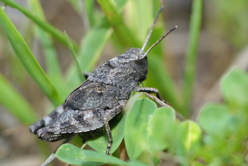 Klappersprinkhaan, Psophus stridulus juveniel