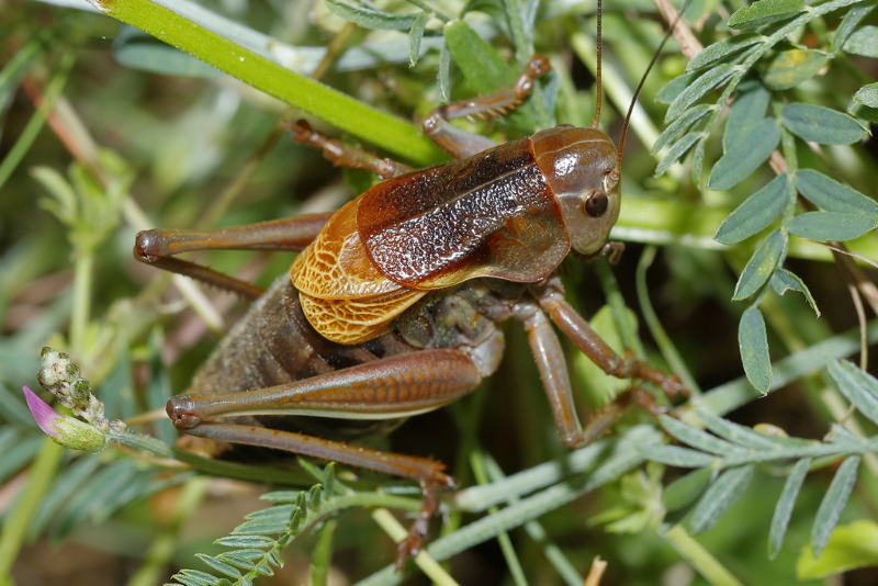 Oostelijke loopsabel, Psorodonotus fieberi &male; (BG)