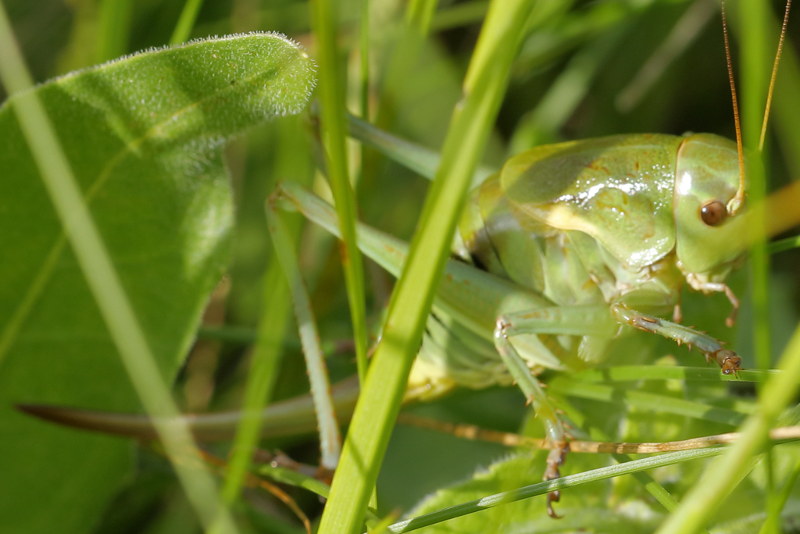 Oostelijke loopsabel, Psorodonotus fieberi &female; (BG)