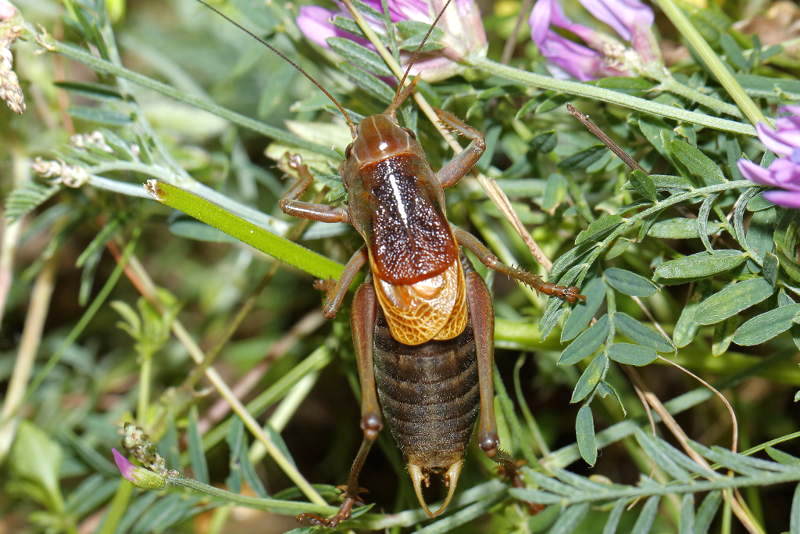 Oostelijke loopsabel, Psorodonotus fieberi &male; (BG)