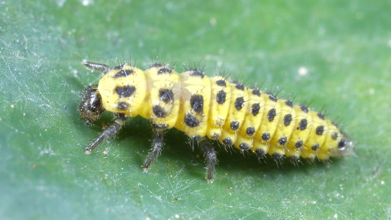 Citroenlieveheersbeestje,Psyllobora vigintiduopunctata, larve