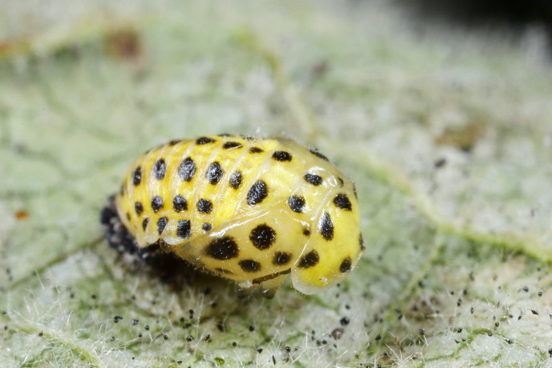 Citroenlieveheersbeestje,Psyllobora vigintiduopunctata, pop