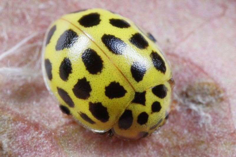 Citroenlieveheersbeestje,Psyllobora vigintiduopunctata
