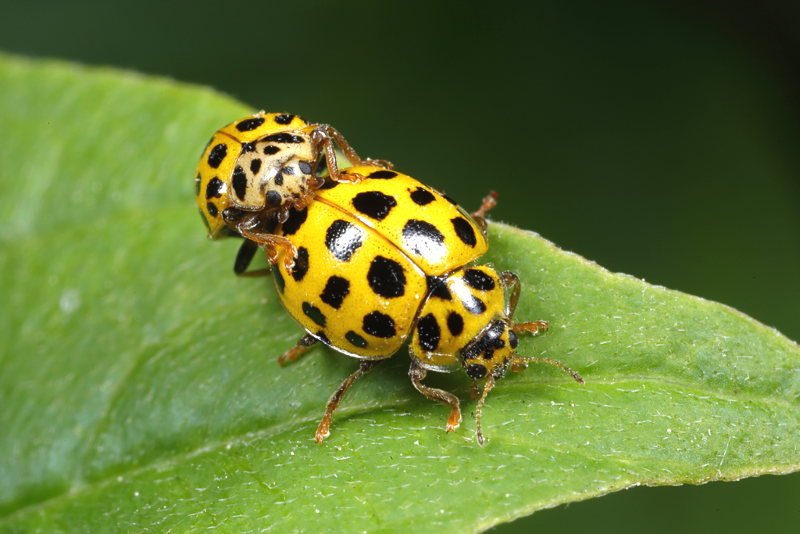 Citroenlieveheersbeestje,Psyllobora vigintiduopunctata