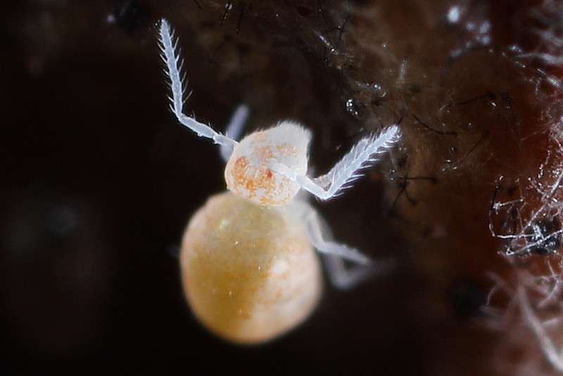 Pygmarrhopalites bifidus