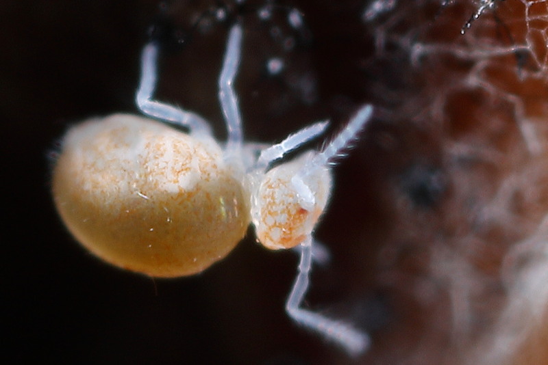 Pygmarrhopalites bifidus