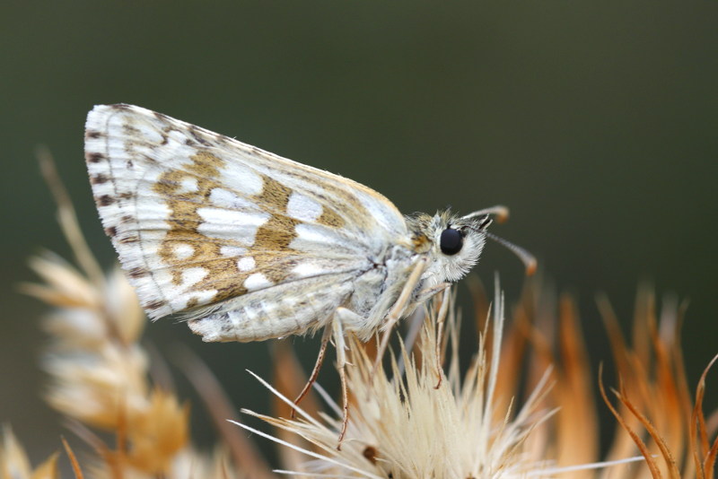 Witgezoomd spikkeldikkopje, Pyrgus carthami (SK)