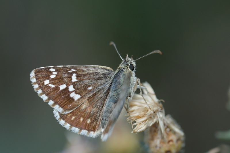 Witgezoomd spikkeldikkopje, Pyrgus carthami (SK)