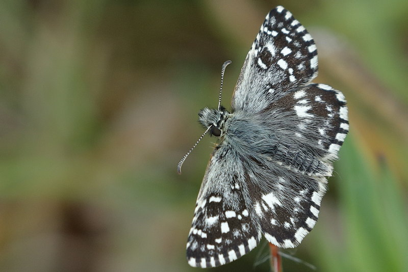 Aardbeivlinder, Pyrgus malvae (NL)