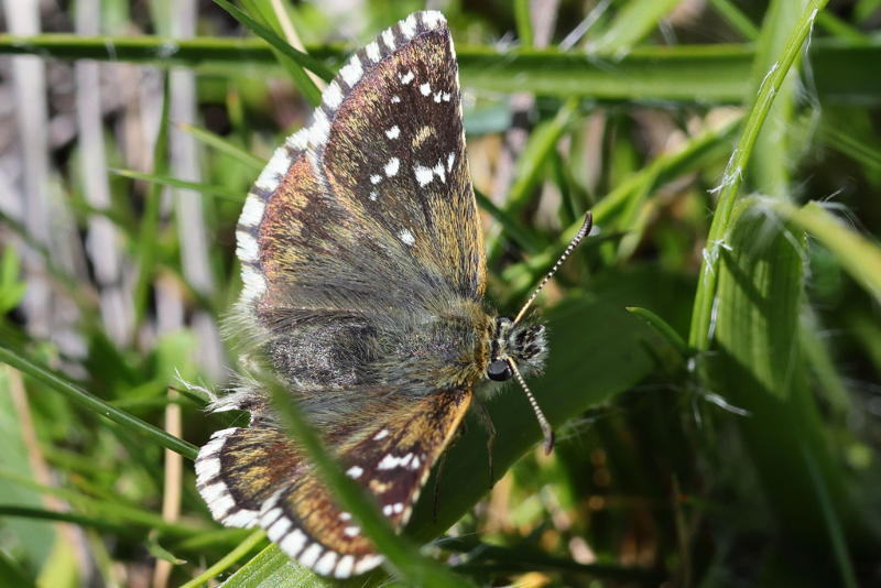 Voorjaarsspikkeldikkopje, Pyrgus serratulae (FR)