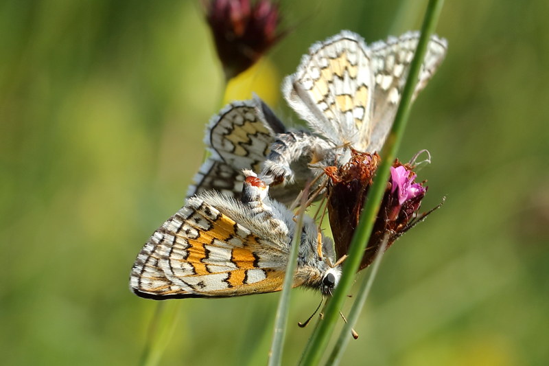 Geelbandspikkeldikkopje, Pyrgus sidae (BG)