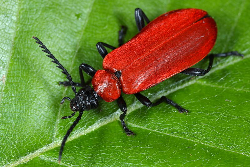 Zwartkopvuurkever, Pyrochroa coccinea