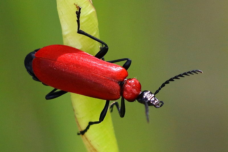 Zwartkopvuurkever, Pyrochroa coccinea
