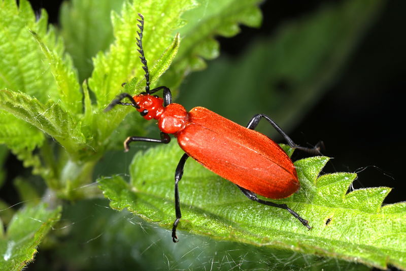 Roodkopvuurkever, Pyrochroa serraticornis
