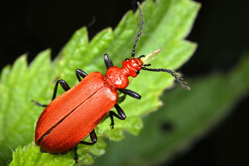 Roodkopvuurkever, Pyrochroa serraticornis