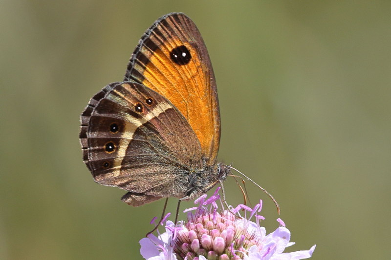 Spaans oranje zandoogje, Pyronia bathseba &male; (E)