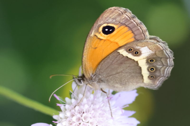 Spaans oranje zandoogje, Pyronia bathseba &female; (E)