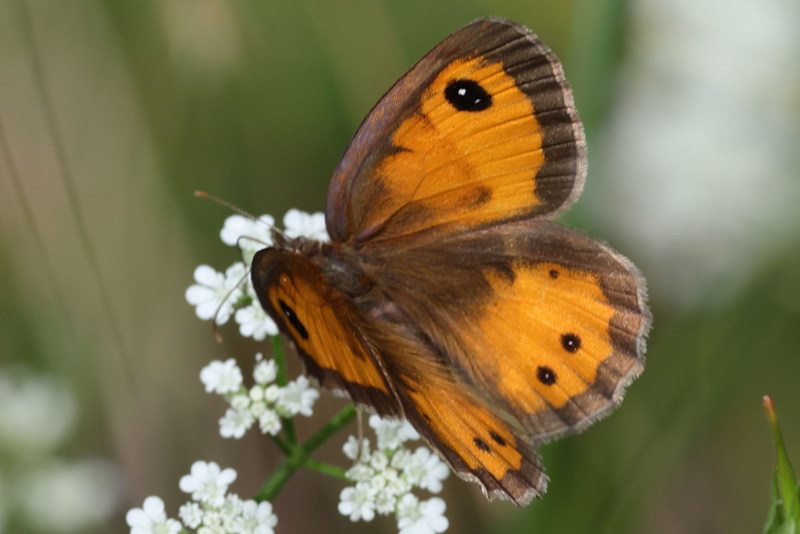 Spaans oranje zandoogje, Pyronia bathseba &female; (E)