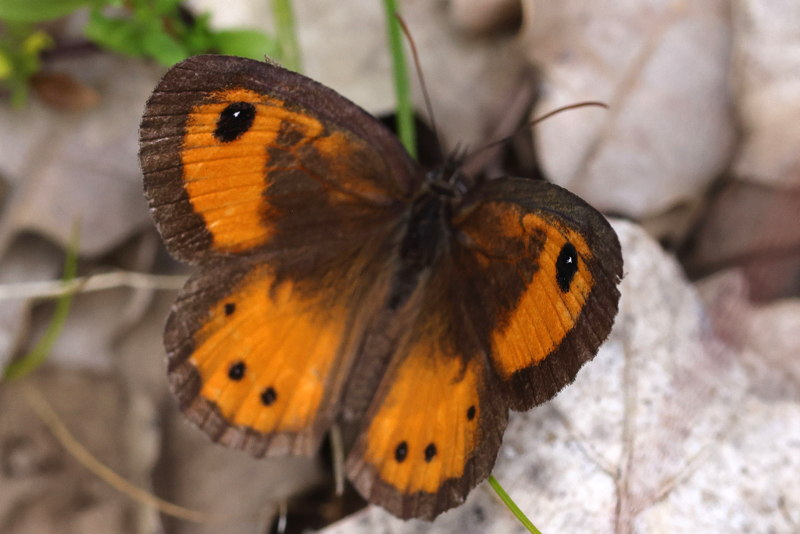 Spaans oranje zandoogje, Pyronia bathseba &male; (E)