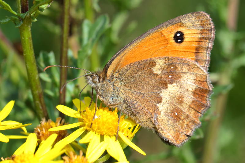 Oranje zandoogje, Pyronia tithonus (NL)