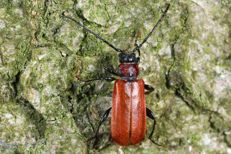 Vuurboktor, Pyrrhidium sanguineum