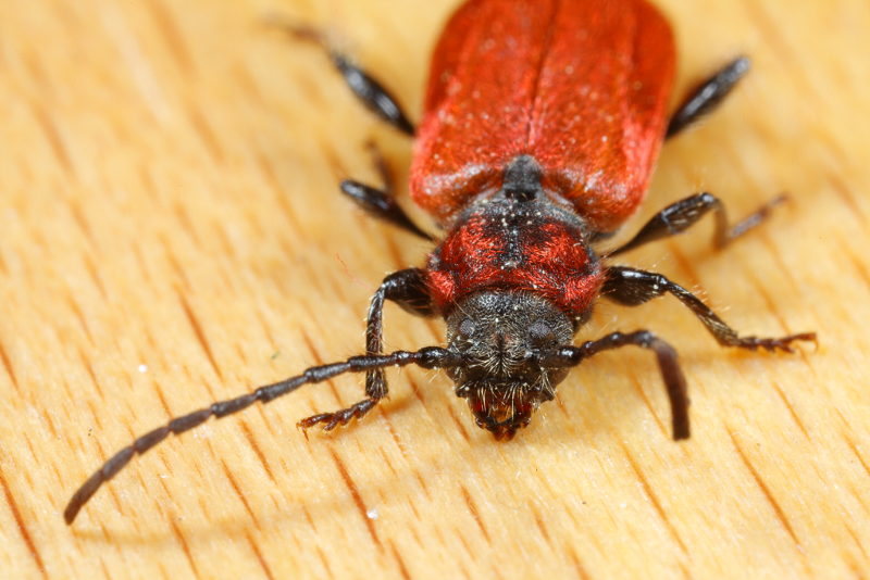 Vuurboktor, Pyrrhidium sanguineum