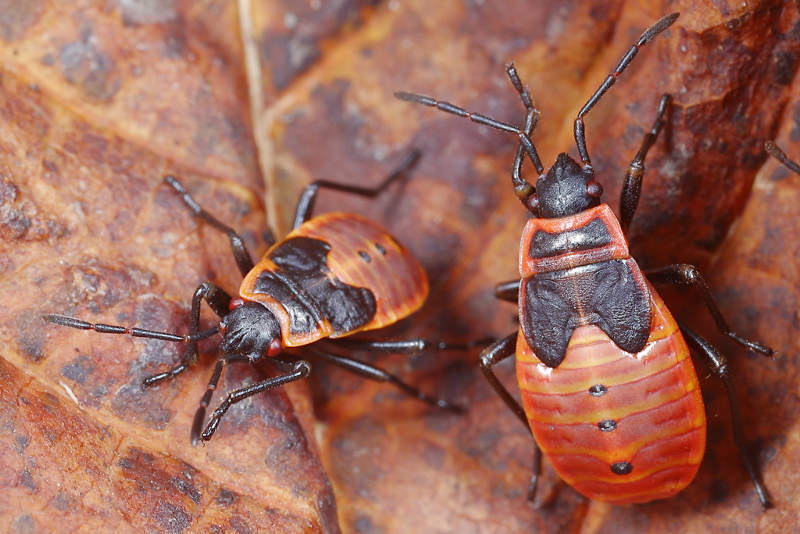 Vuurwants, Pyrrhocoris apterus, larven