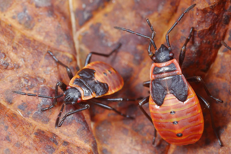 Vuurwants, Pyrrhocoris apterus, larven