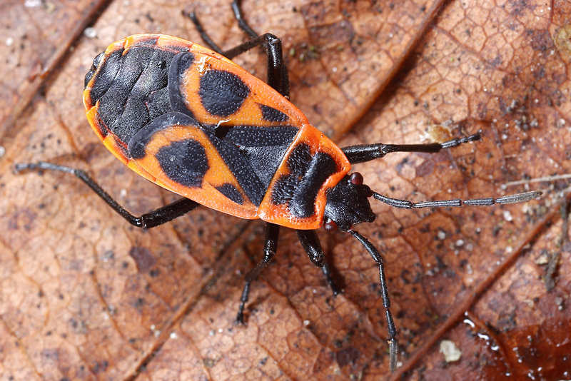 Vuurwants, Pyrrhocoris apterus