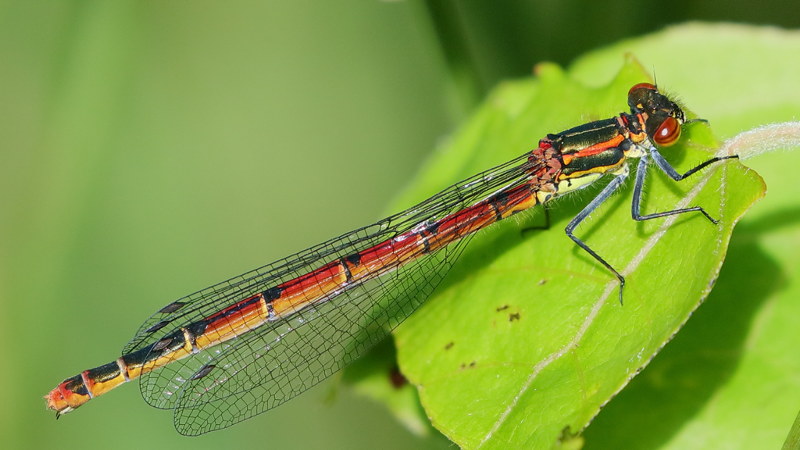 Vuurjuffer, Pyrrhosoma nymphula ♀