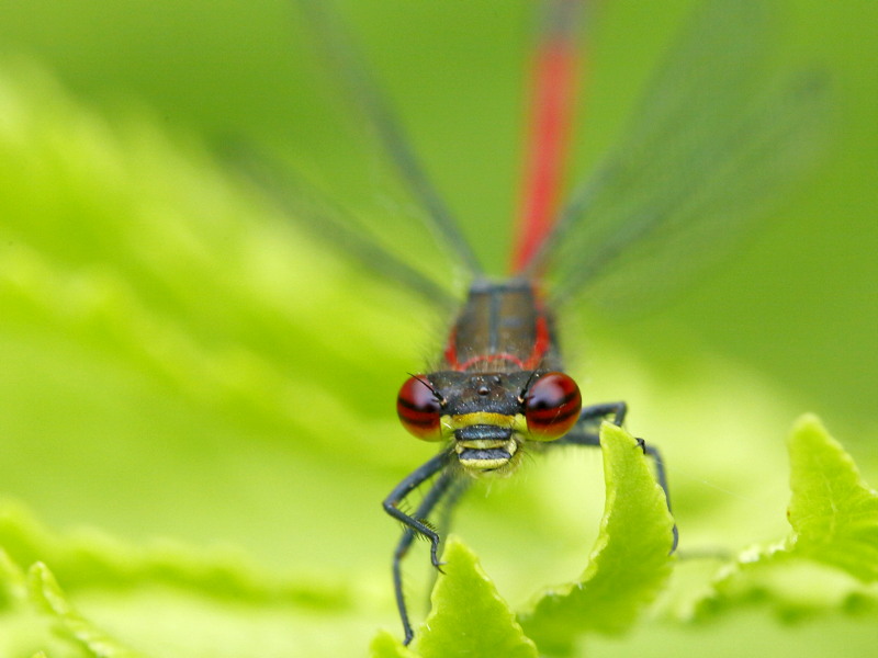 Vuurjuffer, Pyrrhosoma nymphula
