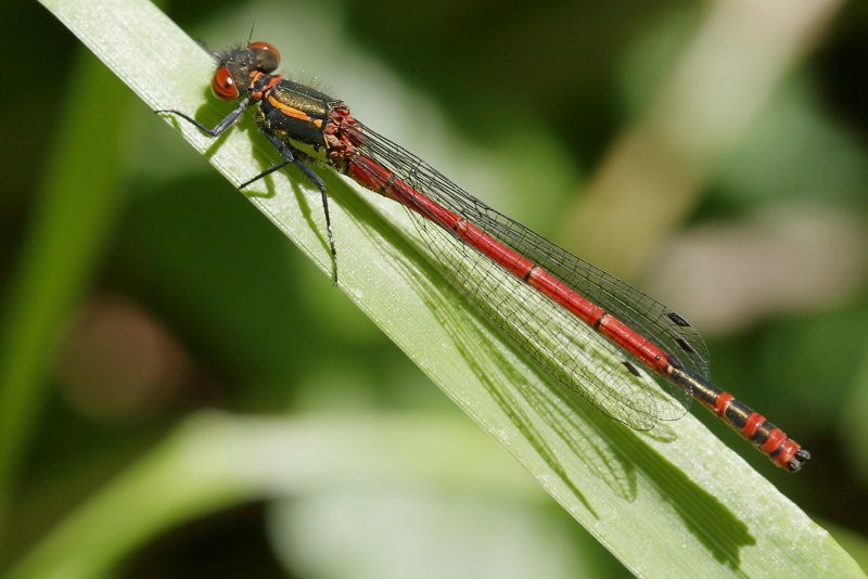 Vuurjuffer, Pyrrhosoma nymphula ♂