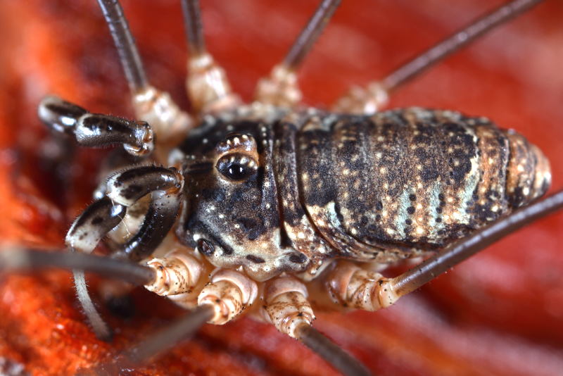 Rafalskia olympica bulgarica ♂